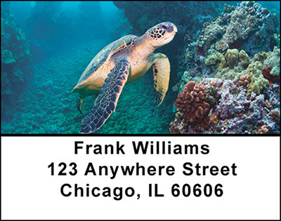 Sea Turtles in Nature Address Labels | LBBAQ-06
