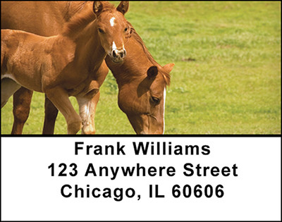 Baby Horses with Moms Address Labels | LBBAQ-86