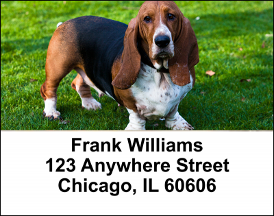 Basset Hounds Address Labels | LBDOG-07
