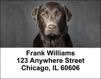Black Labradors Address Labels | LBDOG-11