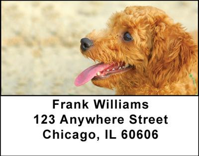 Toy Poodles Address Labels | LBDOG-21