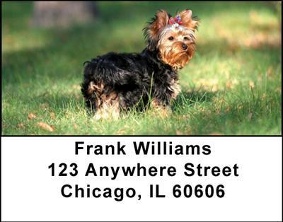Yorkshire Terriers Address Labels | LBDOG-24