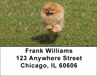 Pomeranian Address Labels | LBDOG-42