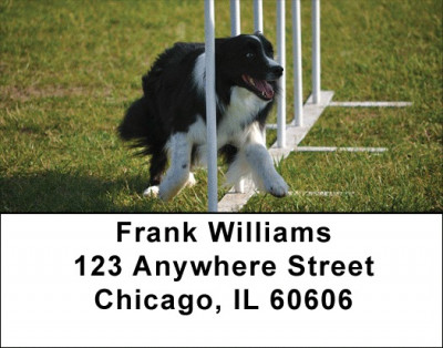 Border Collie Agility Address Labels | LBDOG-45