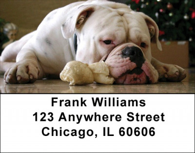 English Bulldog Cuties Address Labels | LBDOG-50
