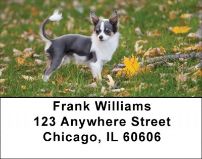 Adorable Chihuahuas Address Labels | LBDOG-51