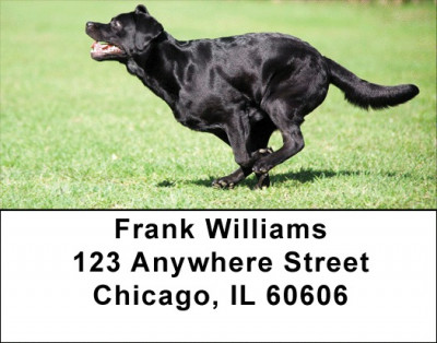 Black Labs Are Brilliant Address Labels | LBDOG-52