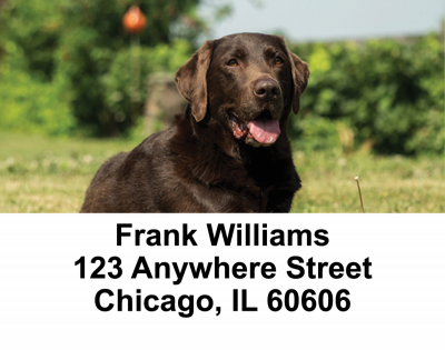 Chocolate Labs Address Labels | LBDOG-54