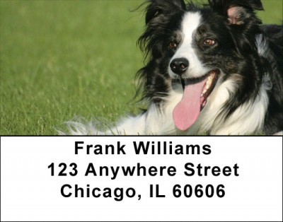 Border Collies Bounding Address Labels | LBDOG-68