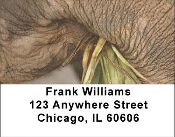 Up Close and Personal Address Labels | LBANI-69