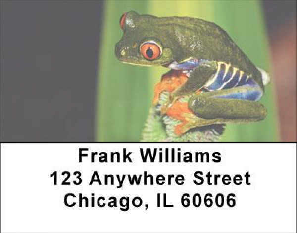 Eyes of the Frog Address Labels | LBANI-77