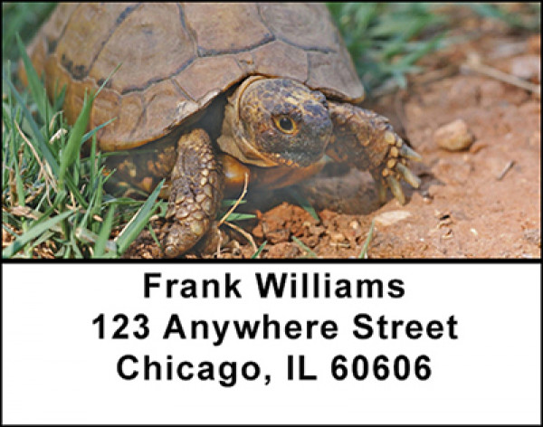Turtles Moving Slow Address Labels | LBBAA-29