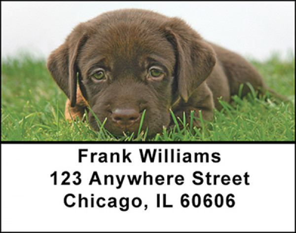 Chocolate Lab Address Labels | LBBAC-45