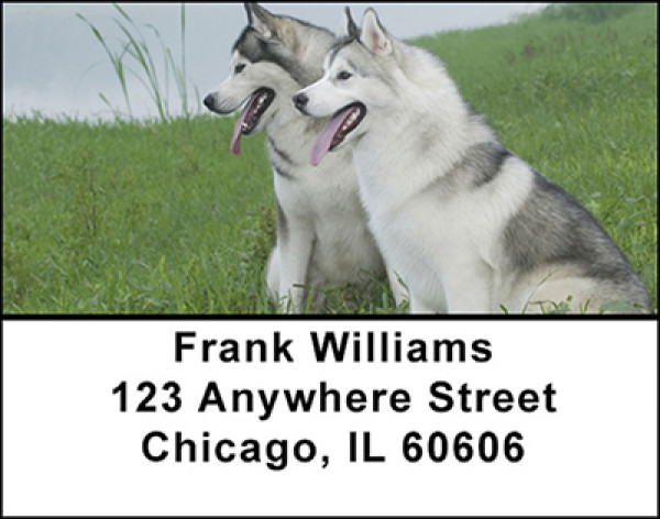 White Husky Dog Address Labels | LBBAC-54