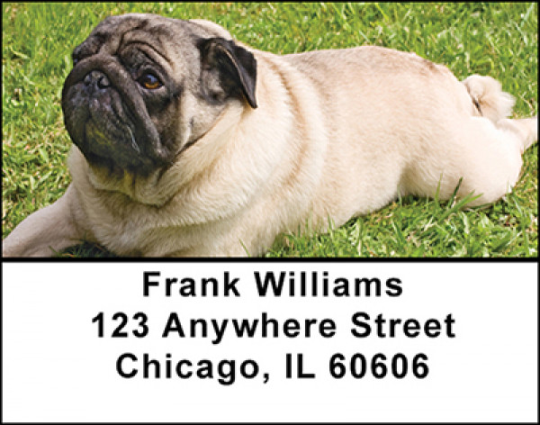 Pug Dog Breed Address Labels | LBBAC-62