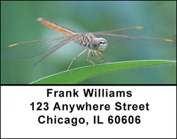 Dragon Fly Focus Address Labels | LBBAE-77