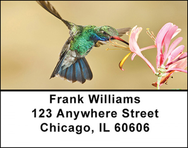 Busy Hummingbirds Address Labels | LBBAE-80
