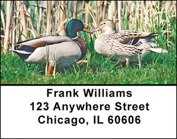 Dabbling Mallard Ducks Address Labels | LBBAE-82