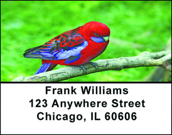 Pretty Parakeets Address Labels | LBBAE-85