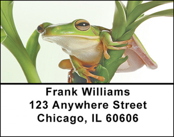 Rain Forest Frogs Address Labels | LBBAF-48