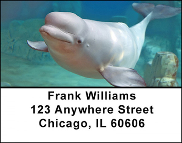 Whales Address Labels | LBBAF-55