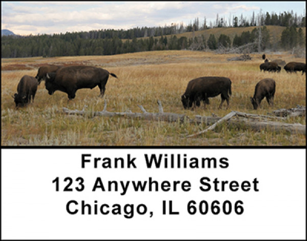 Bison Grazing Address Labels | LBBAH-94