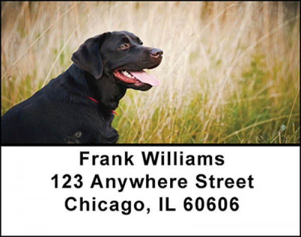 Labrador Hunting Dogs Address Labels | LBBAI-24