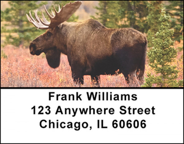 Bull Moose Address Labels | LBBAL-12