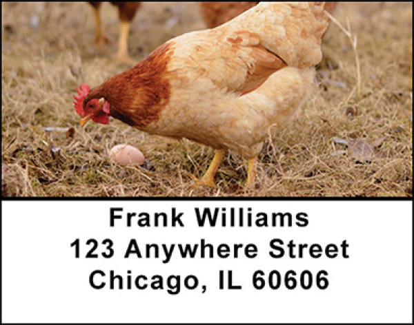 Urban Backyard Chickens Address Labels | LBBAM-59