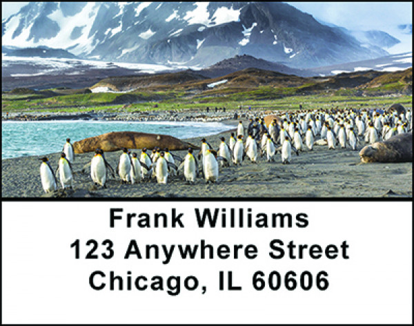 Colony of Penguins Address Labels | LBBAM-61
