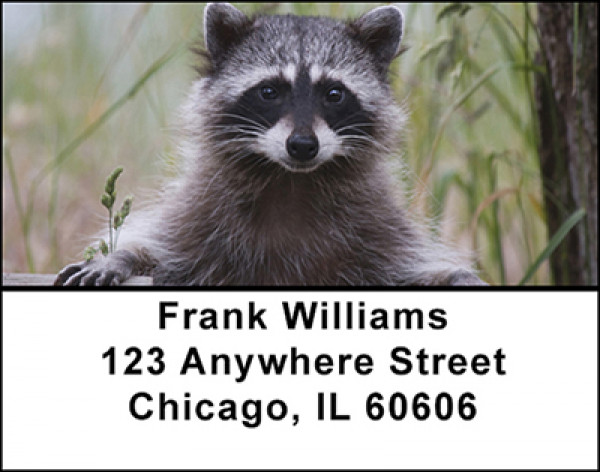 Cute Racoons Address Labels | LBBAM-63