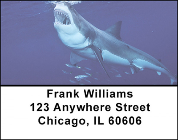 Shark Feeding Frenzy Address Labels | LBBAN-62