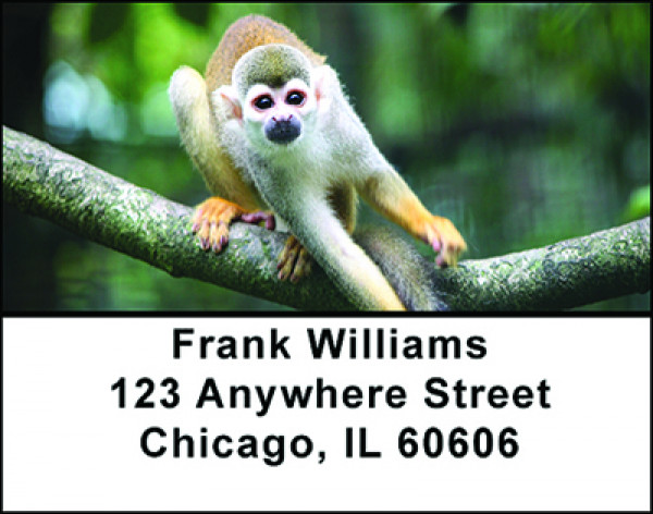 Adorable Monkeys Address Labels | LBBAO-17