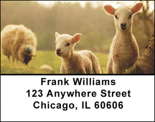 Baby Lambs Address Labels | LBBAO-19