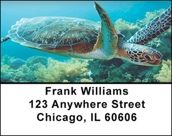Sea Turtles Down Under Address Labels | LBBAQ-07