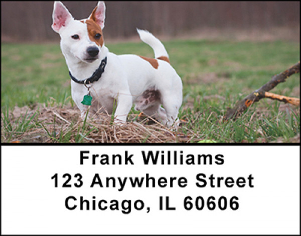 Jack Russell At Attention Address Labels | LBBAQ-88