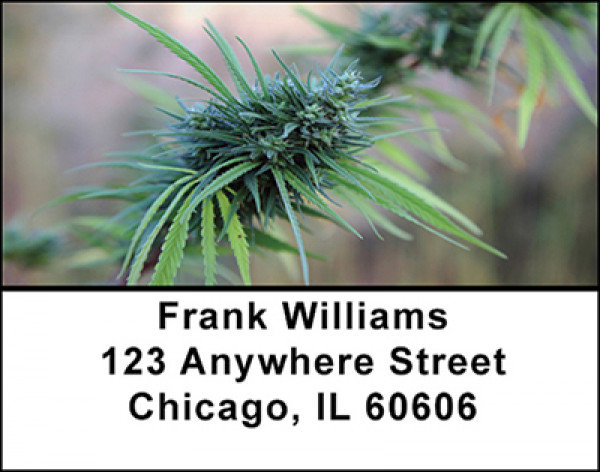 Medical Marijuana Address Labels | LBBAQ-92