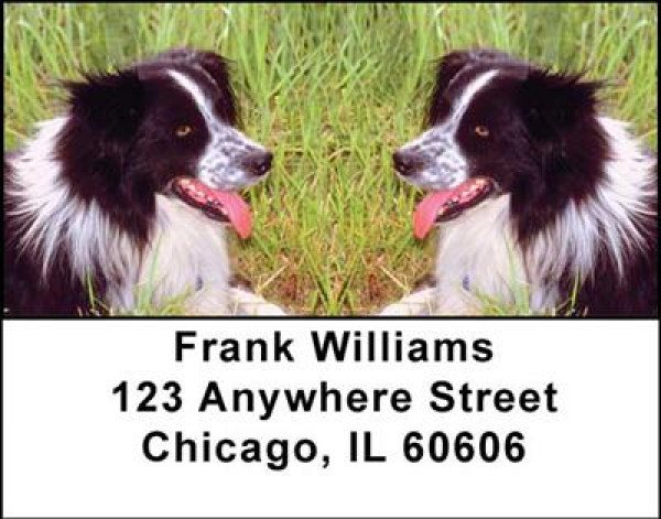 Border Collies Address Labels | LBDOG-02
