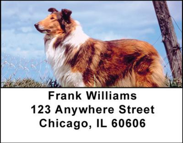 Collies Address Labels | LBDOG-14