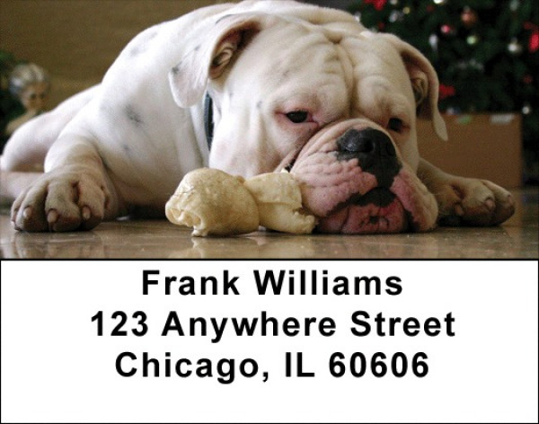 English Bulldog Cuties Address Labels | LBDOG-50