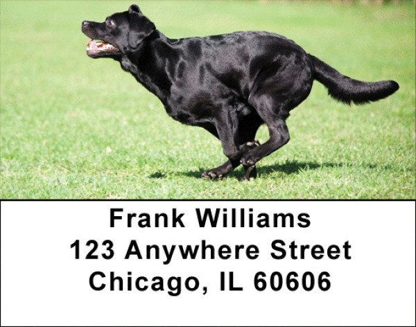 Black Labs Are Brilliant Address Labels | LBDOG-52