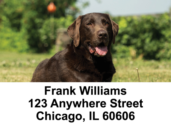 Chocolate Labs Address Labels | LBDOG-54